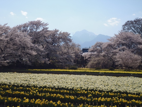 山高神代桜⇐ライド!!_f0304030_213421100.jpg