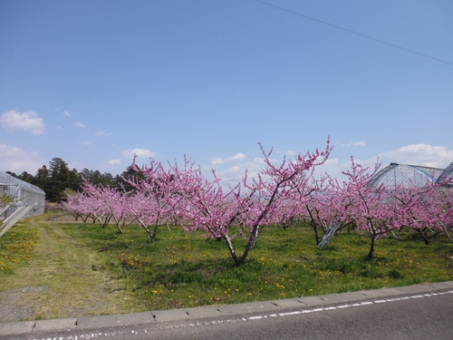 山高神代桜⇐ライド!!_f0304030_21443280.jpg
