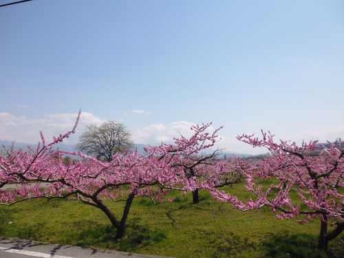 山高神代桜⇐ライド!!_f0304030_21445948.jpg