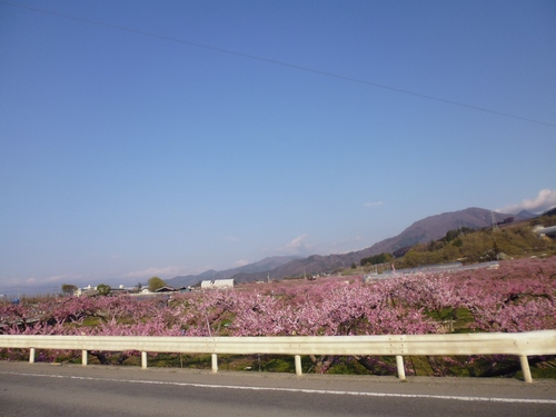 山高神代桜⇐ライド!!_f0304030_21452437.jpg
