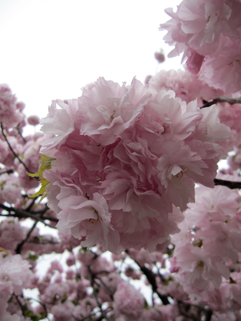 造幣局桜の通り抜け（大阪・天満橋）_f0231831_12471862.jpg