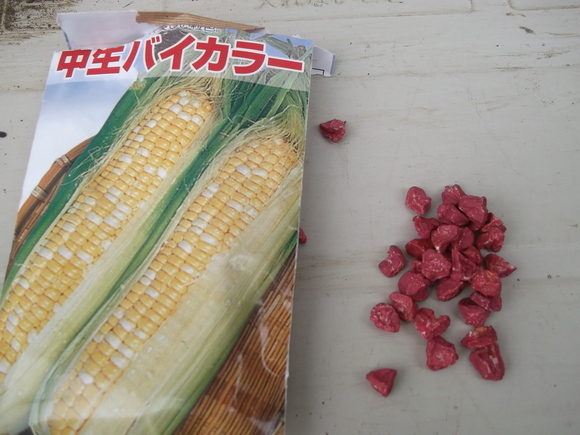 レタス類の苗は、畑デデビュー間近です。_b0137932_9495237.jpg