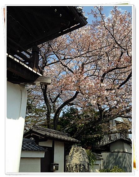 西国33カ所巡り　番外 華頂山・元慶寺（かちょうざんがんけいじ）  _d0017632_23452442.jpg