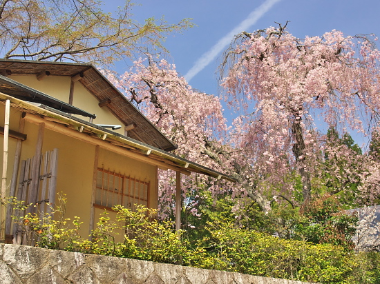 桜便り2014～三宝寺～　　【4月12日】_e0080133_23264056.jpg