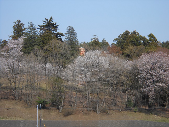 くれふしの里　古墳公園（これが巨大はに丸だっ！）　＆　かたくりの里（花満開です）_b0219835_14452258.jpg