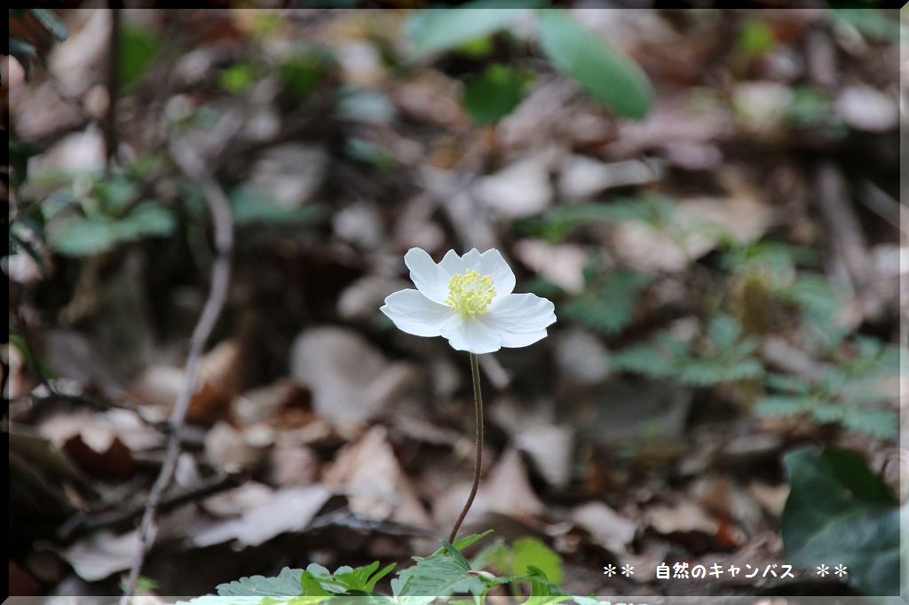 ふるさとの森の山野草色々_e0052135_22382150.jpg