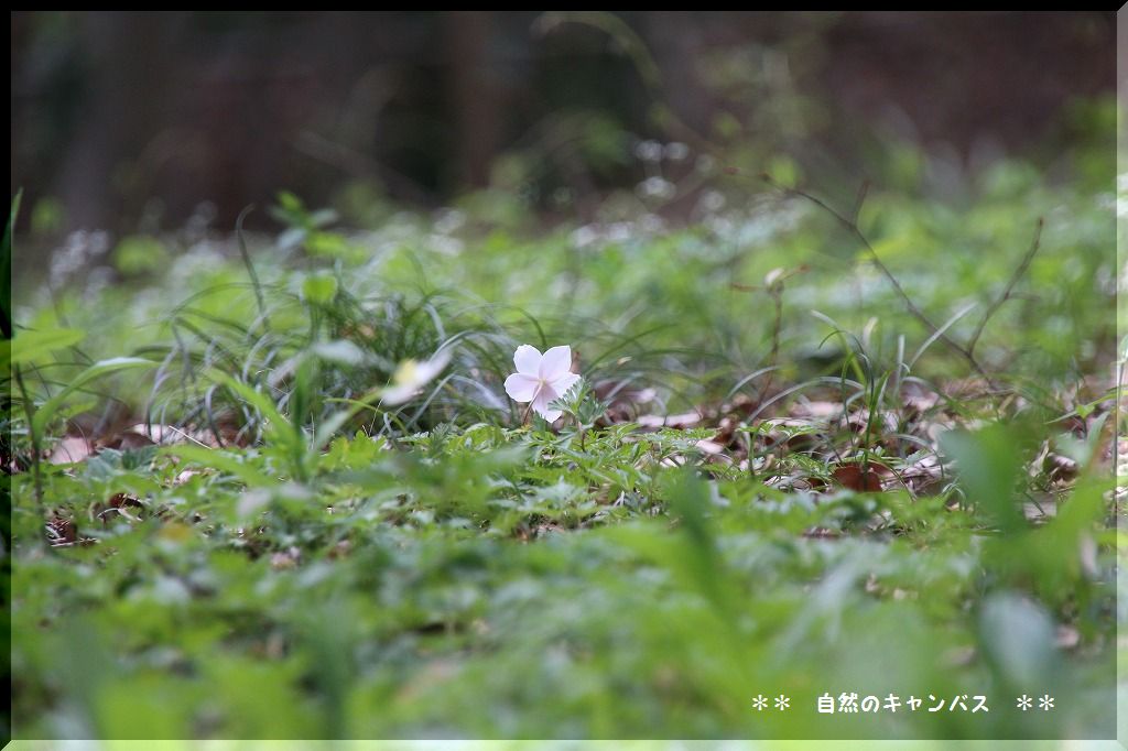 ふるさとの森の山野草色々_e0052135_22384443.jpg