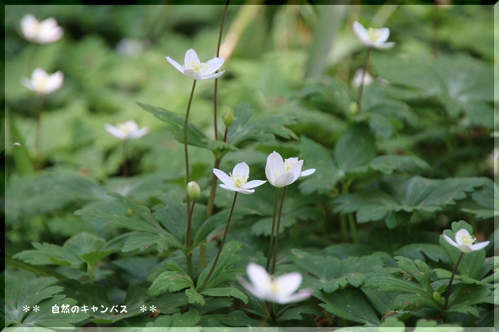 ふるさとの森の山野草色々_e0052135_22391521.jpg