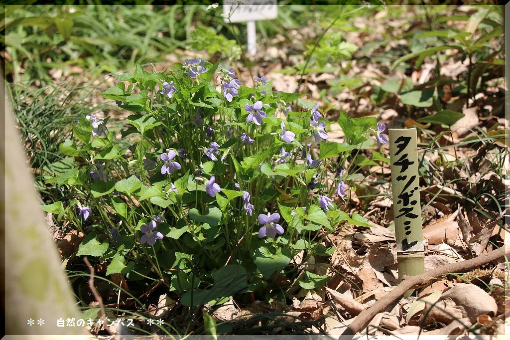 ふるさとの森の山野草色々_e0052135_22444220.jpg