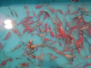 f0214235_2351036.jpg