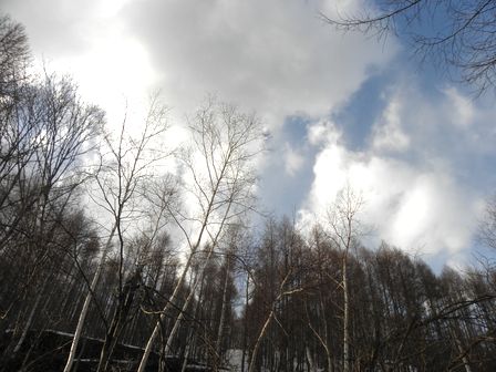 早坂高原「雪の回廊!?」_b0206037_18352291.jpg