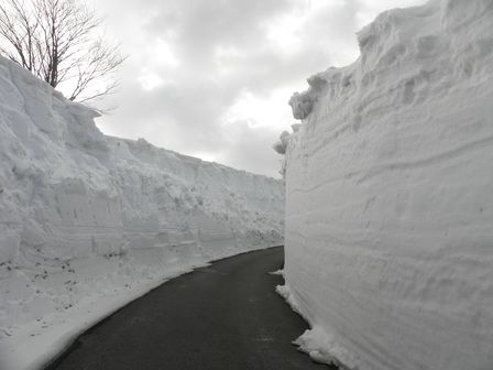 早坂高原「雪の回廊!?」_b0206037_18385767.jpg
