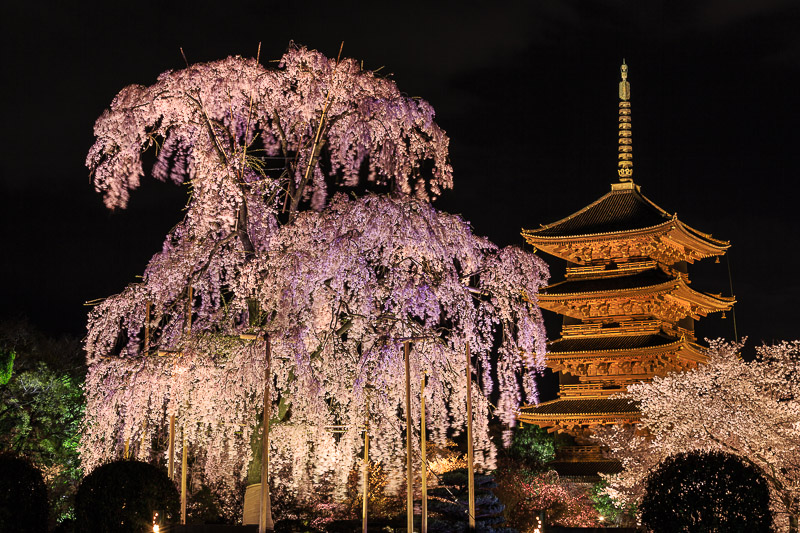 東寺の夜桜 ぴんぼけふぉとぶろぐ2 東寺の夜桜 ぴんぼけふぉとぶろぐ2