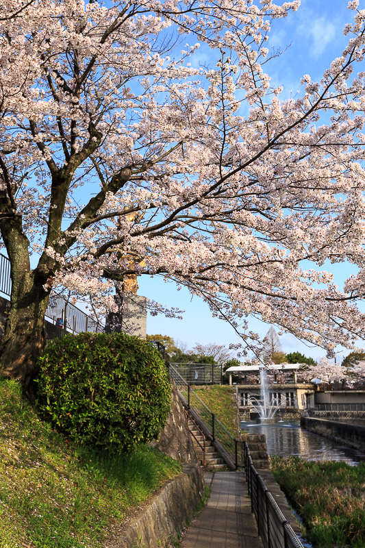 蹴上インクラインと岡崎疎水の桜_b0325840_23225565.jpg