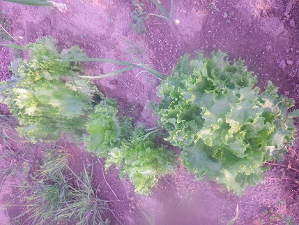 週末の家庭菜園_a0139242_4545257.jpg