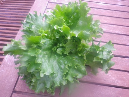 週末の家庭菜園_a0139242_4561496.jpg