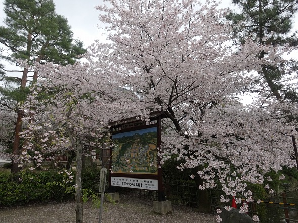 宇治黄檗・萬福寺の桜_b0299042_20424942.jpg