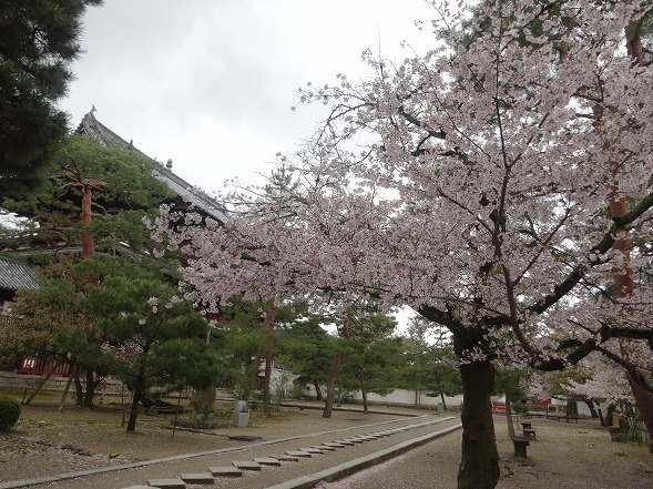 宇治黄檗・萬福寺の桜_b0299042_20425973.jpg