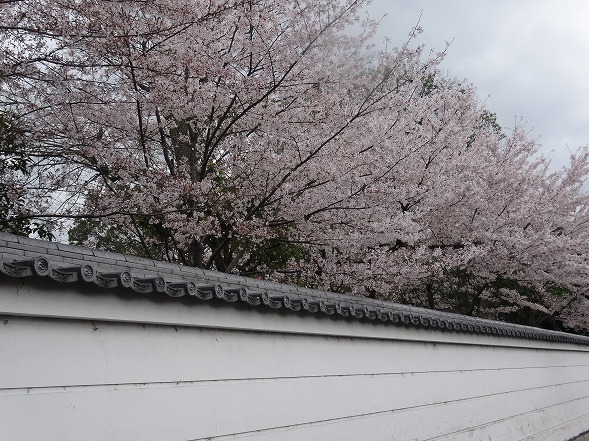 宇治黄檗・萬福寺の桜_b0299042_20434961.jpg