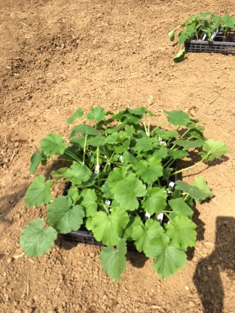 さて ズッキーニの定植です・・。3種類 カボチャ&キュウリも・・_c0222448_13564398.jpg