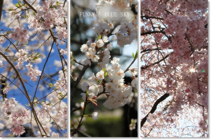 SAKURA*2014  【その1-1・いよいよ開幕～♪】_c0145250_2035713.jpg