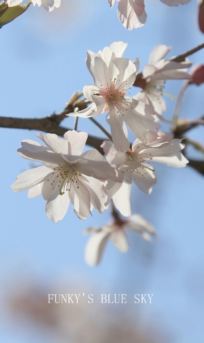 SAKURA*2014  【その1-1・いよいよ開幕～♪】_c0145250_204416.jpg