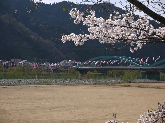 弁天桜　～桜と鯉のぼり～_d0203850_10254497.jpg