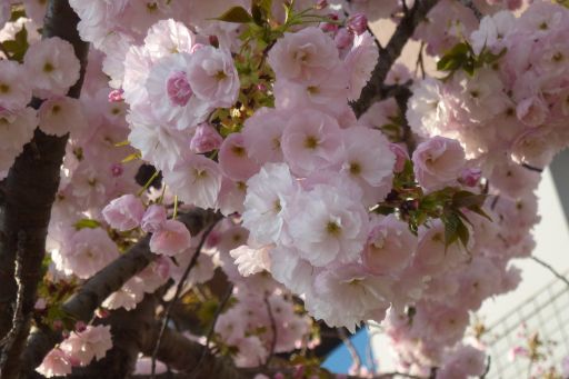 昭島市役所の桜_b0168355_19221562.jpg