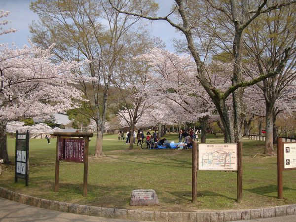 奈良公園のお花見_e0083155_20512777.jpg