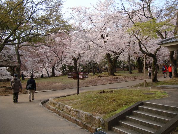 奈良公園のお花見_e0083155_20523589.jpg