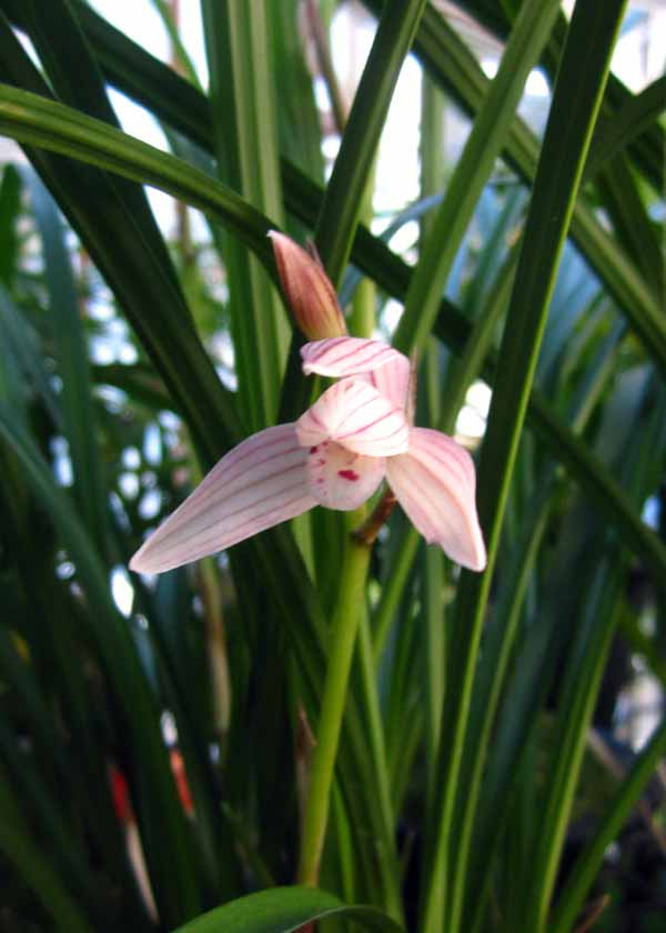 奥地蘭、花の切り取り　　　　　　　　　　　　　　　　　No.1388_d0103457_2102938.jpg