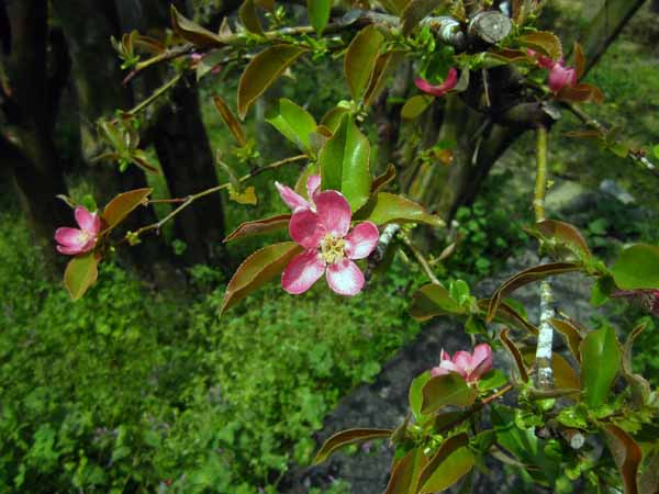 奥地蘭、花の切り取り　　　　　　　　　　　　　　　　　No.1388_d0103457_211516.jpg