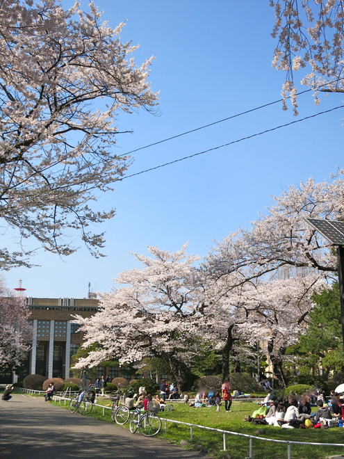 さぁ、お花見だぁ〜_c0260460_73117.jpg