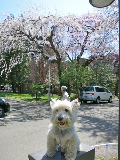 さぁ、お花見だぁ〜_c0260460_731422.jpg