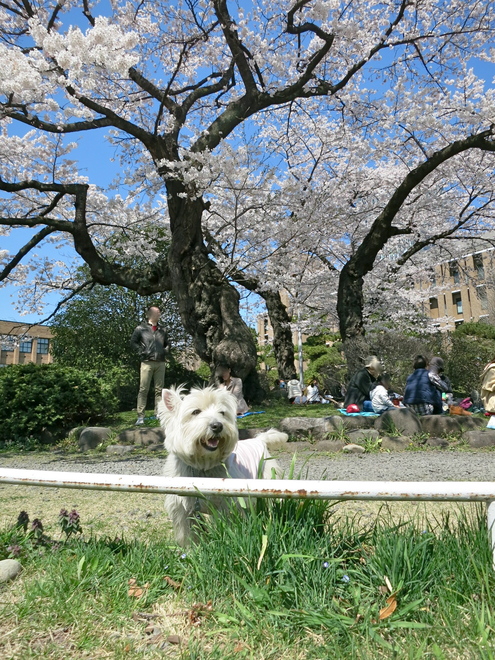 さぁ、お花見だぁ〜_c0260460_735028.jpg