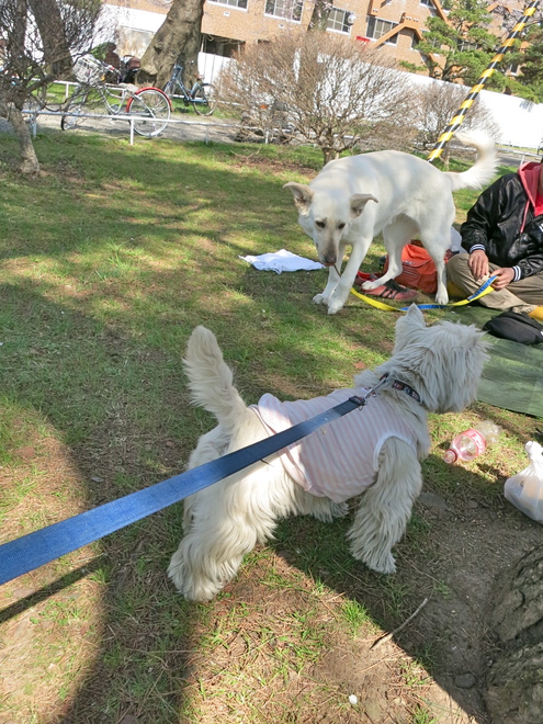 さぁ、お花見だぁ〜_c0260460_743281.jpg