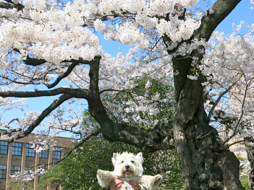 さぁ、お花見だぁ〜_c0260460_745199.jpg
