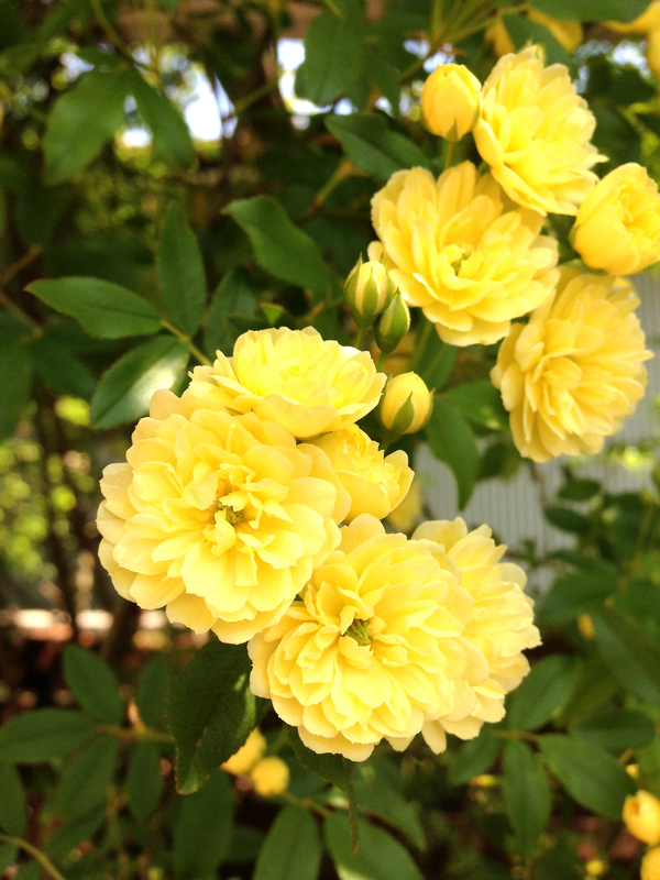 Quhan お庭の花が咲きはじめました。_e0126460_12294665.jpg