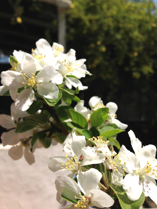Quhan お庭の花が咲きはじめました。_e0126460_1230316.jpg