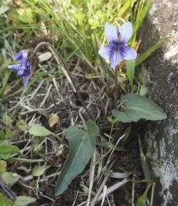 #スミレ 『姫菫』 Viola confusa subsp. nagasakiensis_f0238961_9311676.jpg