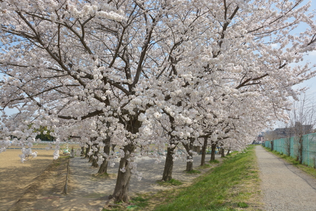 地元の桜_a0212365_12395641.jpg