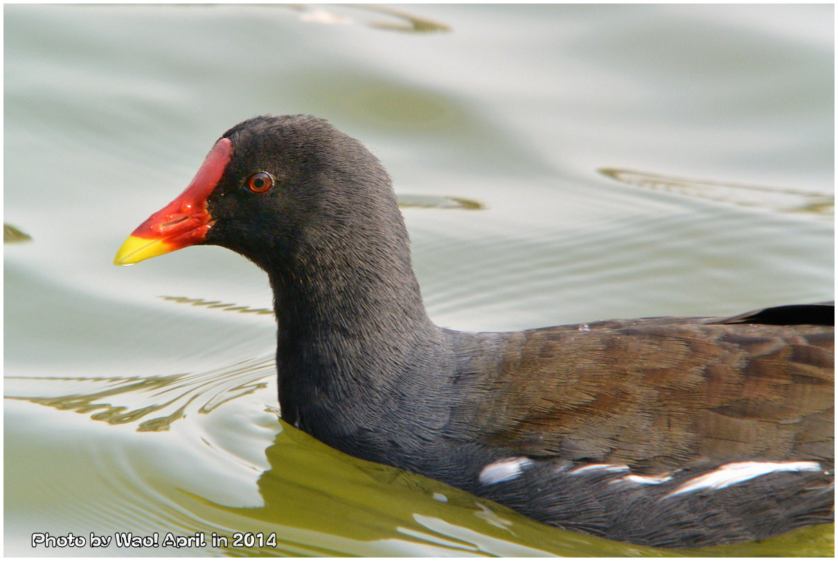 池の住鳥　バン　>>>_c0198669_22402333.jpg