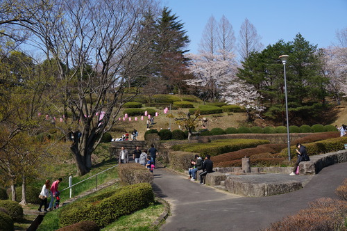 下の川の桜並木、花見を楽しむ人で賑わっています_f0226571_10571215.jpg