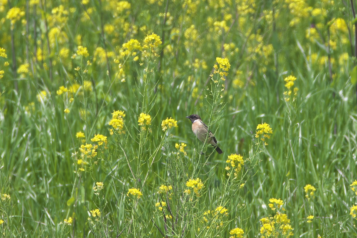 菜の花が咲いて_d0125872_2337830.jpg