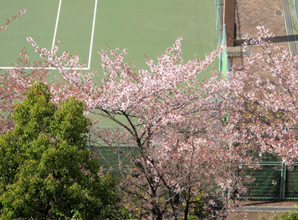 2014の花見・・・総決算・・・_f0195172_125436.jpg