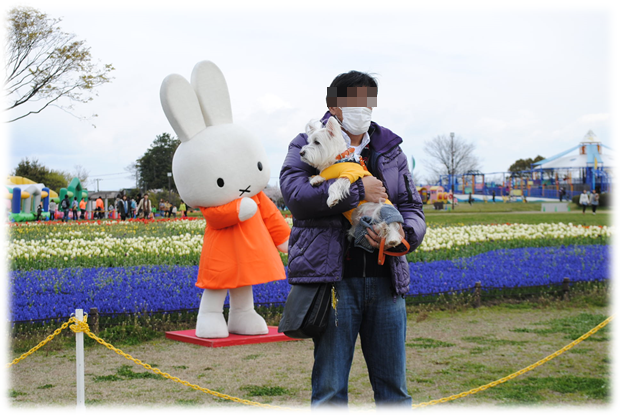 ♪ ダニエル チューリップ祭り2014 可愛い白犬さん＆チューリップ(*ﾟ▽ﾟ*)  ♪ 続き～_b0242873_01350873.png