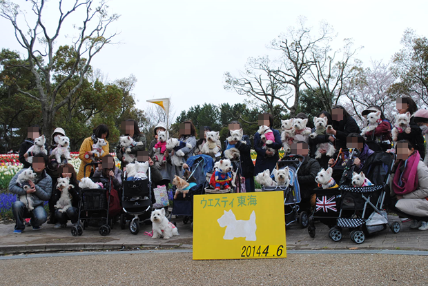 ♪ ダニエル チューリップ祭り2014 可愛い白犬さん＆チューリップ(*ﾟ▽ﾟ*)  ♪ 続き～_b0242873_02074243.png