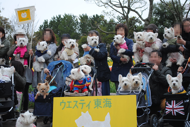 ♪ ダニエル チューリップ祭り2014 可愛い白犬さん＆チューリップ(*ﾟ▽ﾟ*)  ♪ 続き～_b0242873_02081356.png