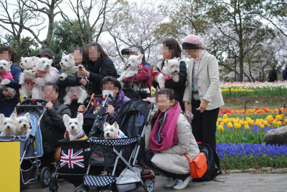 ♪ ダニエル チューリップ祭り2014 可愛い白犬さん＆チューリップ(*ﾟ▽ﾟ*)  ♪ 続き～_b0242873_02082857.png