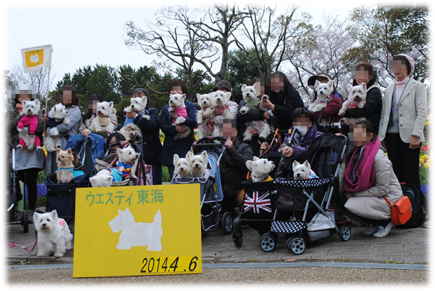 ♪ ダニエル チューリップ祭り2014 可愛い白犬さん＆チューリップ(*ﾟ▽ﾟ*)  ♪ 続き～_b0242873_02084430.png